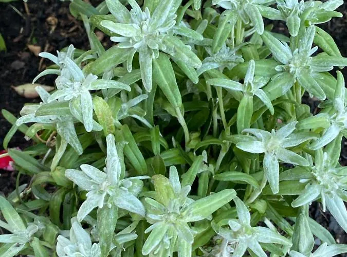 Bocalé 3000 Hotel Sallent de Gállego