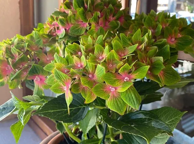 Szálloda Bocale 3000